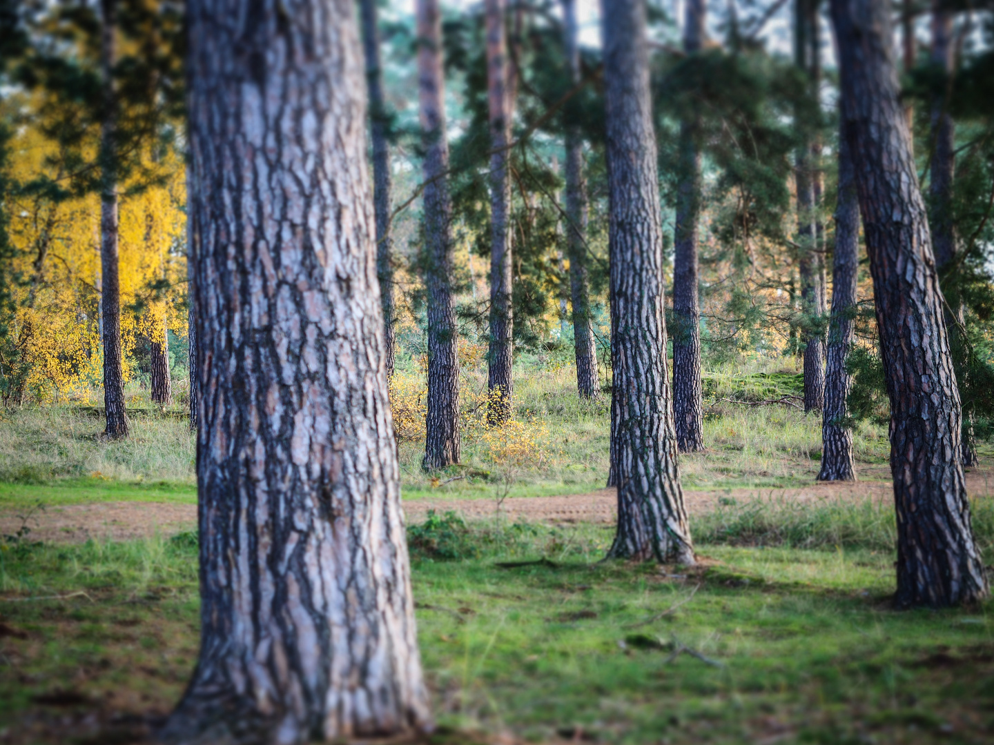 In der Wahner Heide