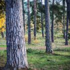 In der Wahner Heide