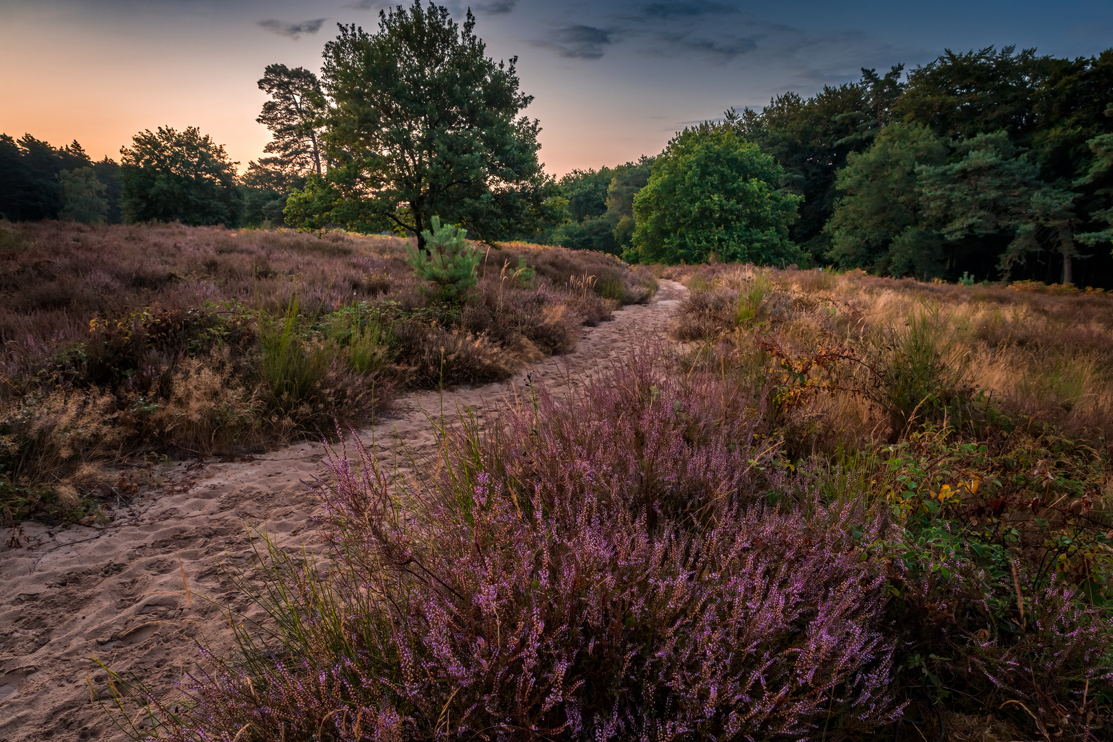 In der Wahner Heide