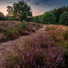 In der Wahner Heide