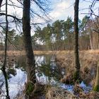 In der Wahner Heide I