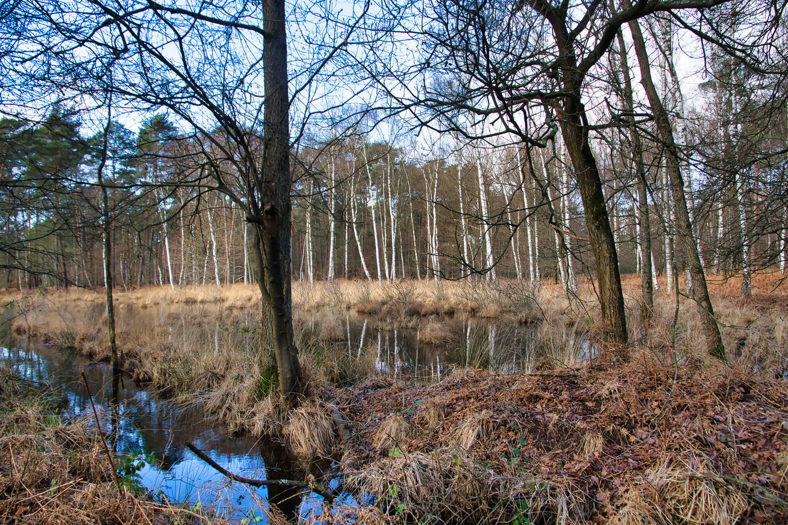 In der Wahner Heide II