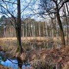 In der Wahner Heide II