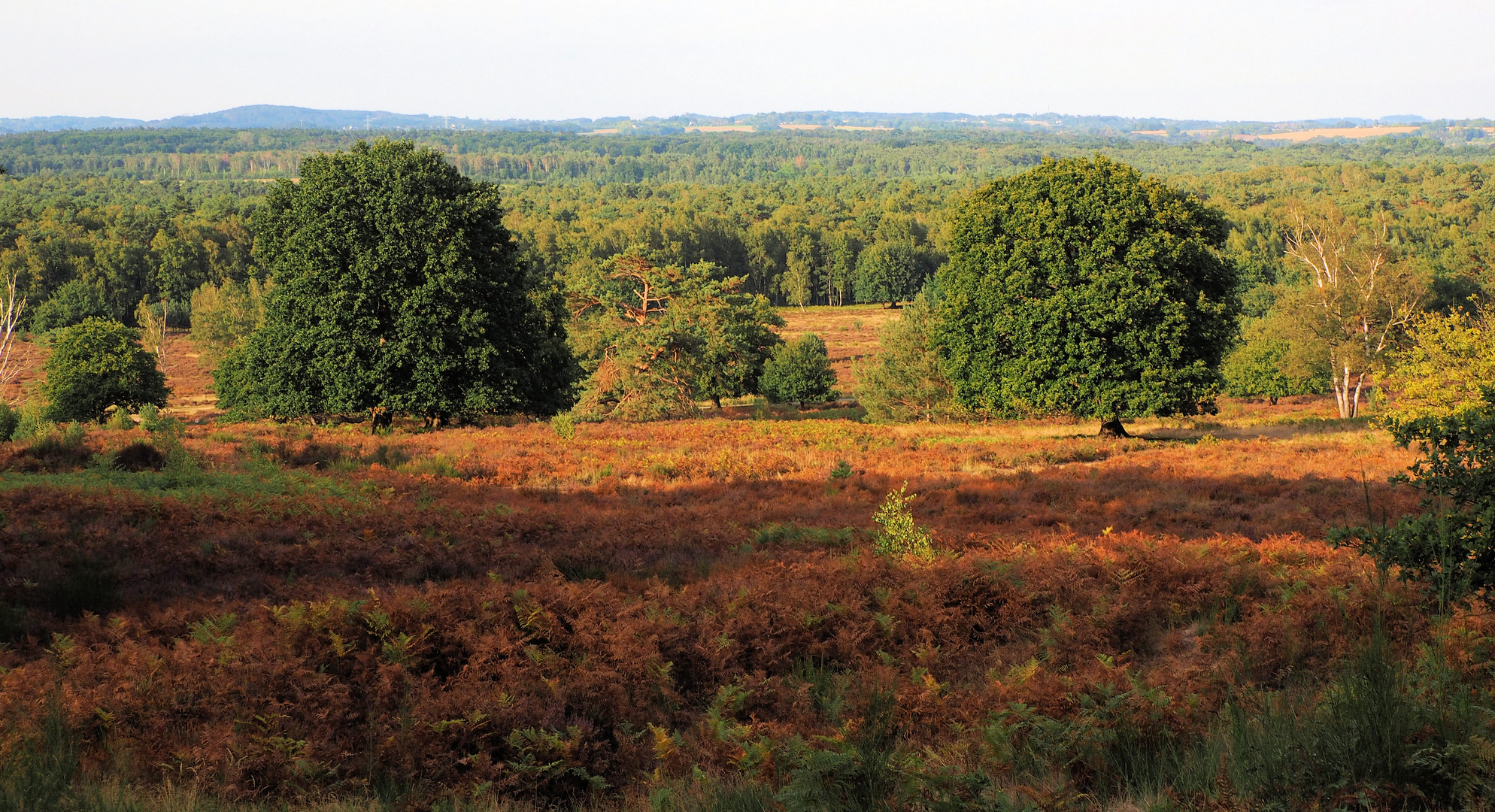 In der Wahner Heide unterwegs … 