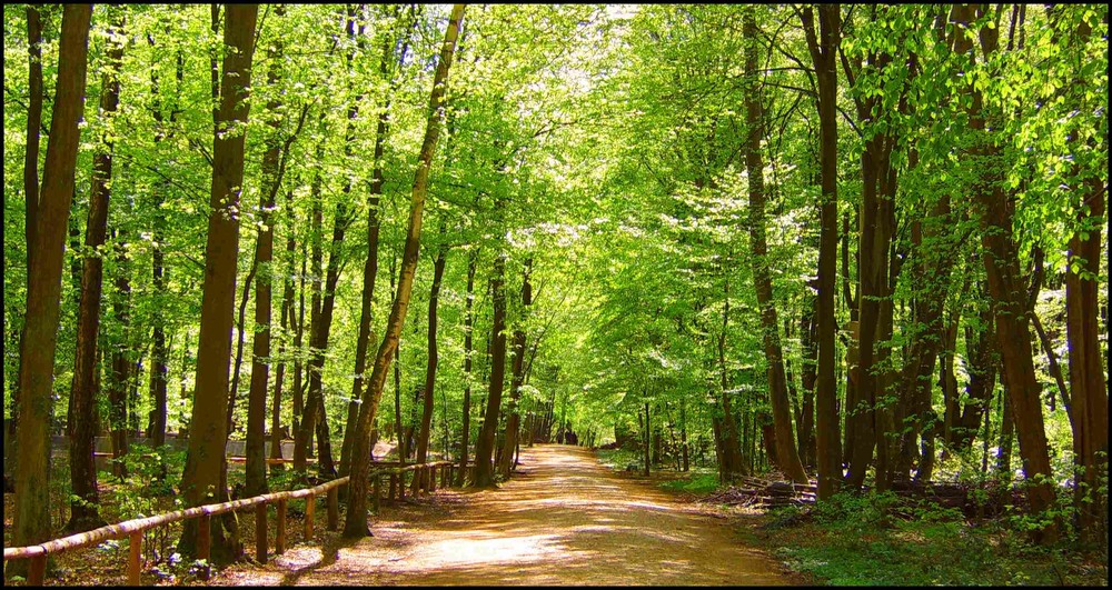 In der Waldau (Bonn-Venusberg)