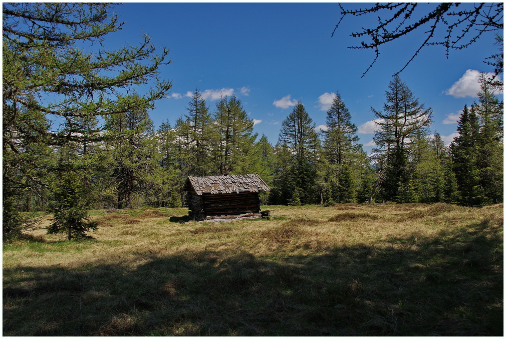 In der Waldlichtung