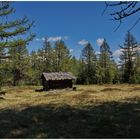 In der Waldlichtung