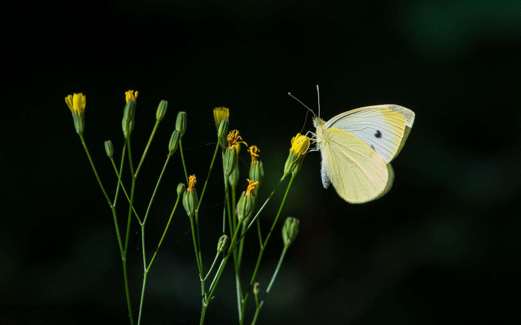 in der Waldlichtung