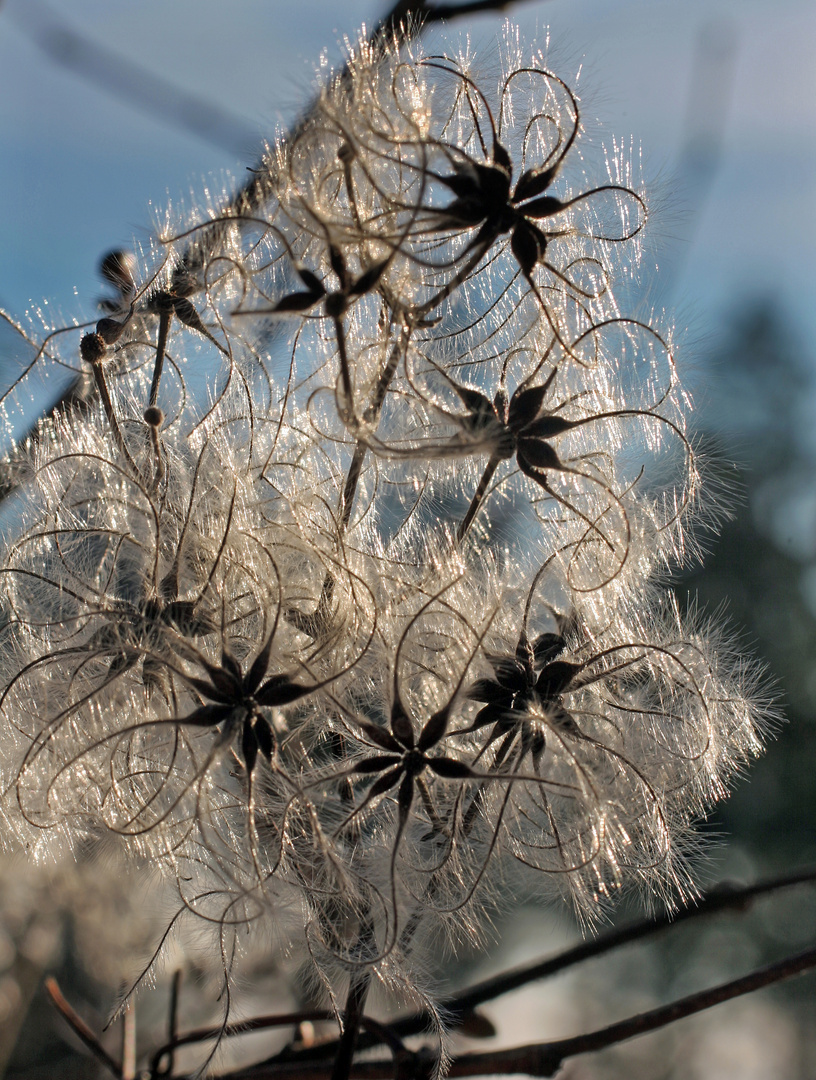 in der Waldlichtung gesehen