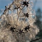 in der Waldlichtung gesehen