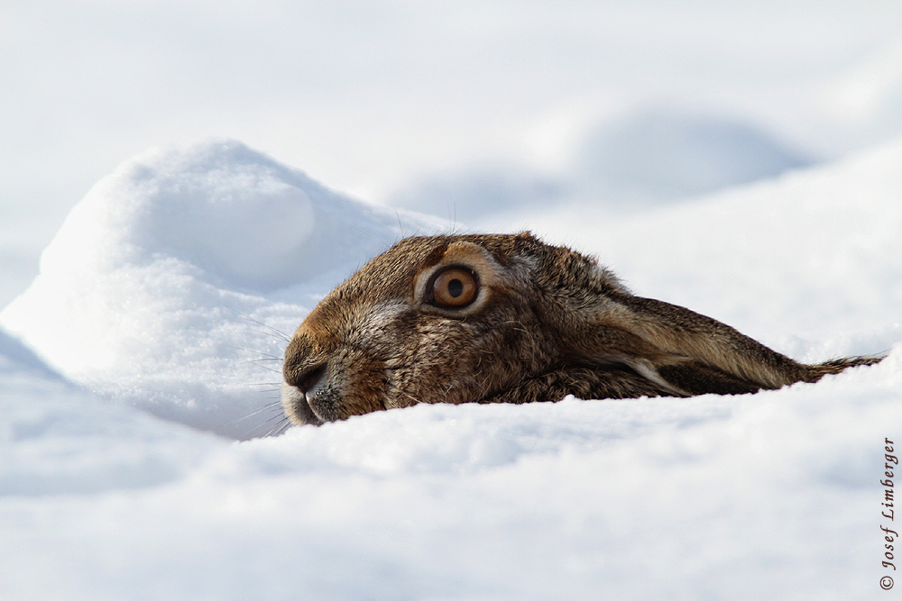 In der warmen Kuhle - Feldhase (Lepus europaeus)