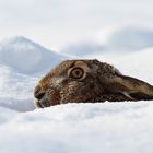 In der warmen Kuhle - Feldhase (Lepus europaeus)