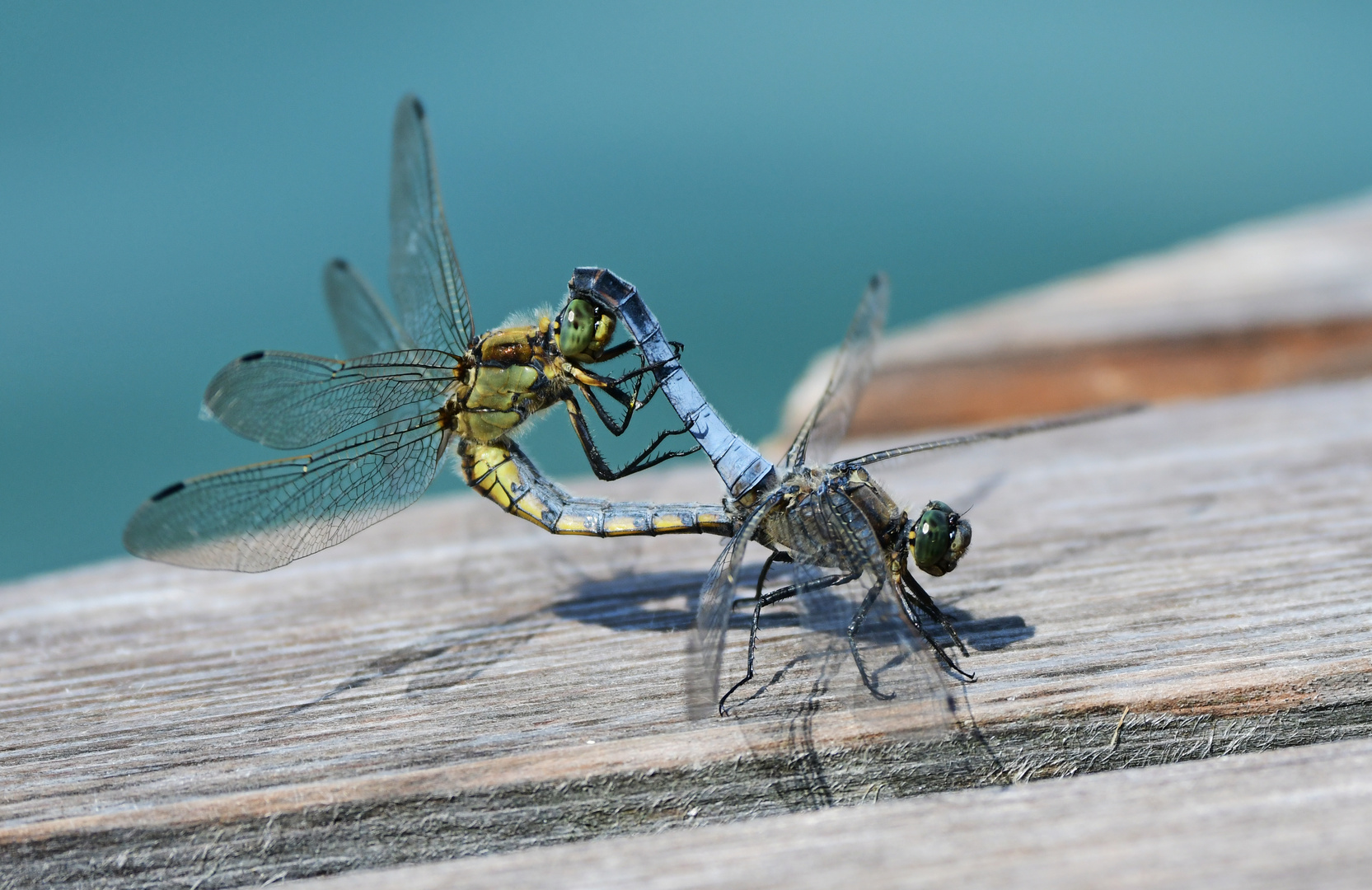 In der Wasserskipause