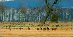 In der Weite der Wiesenlandschaft