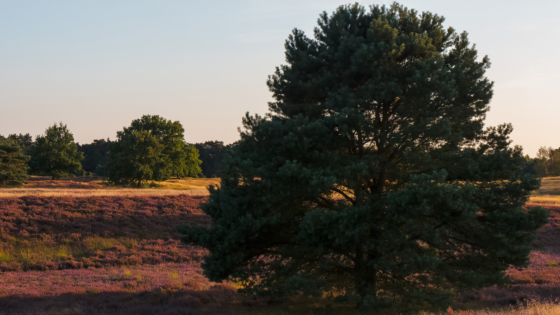 In der Westruper Heide (2)