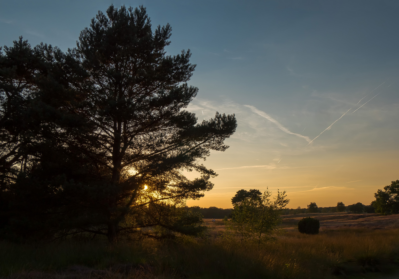 In der Westruper Heide (3)