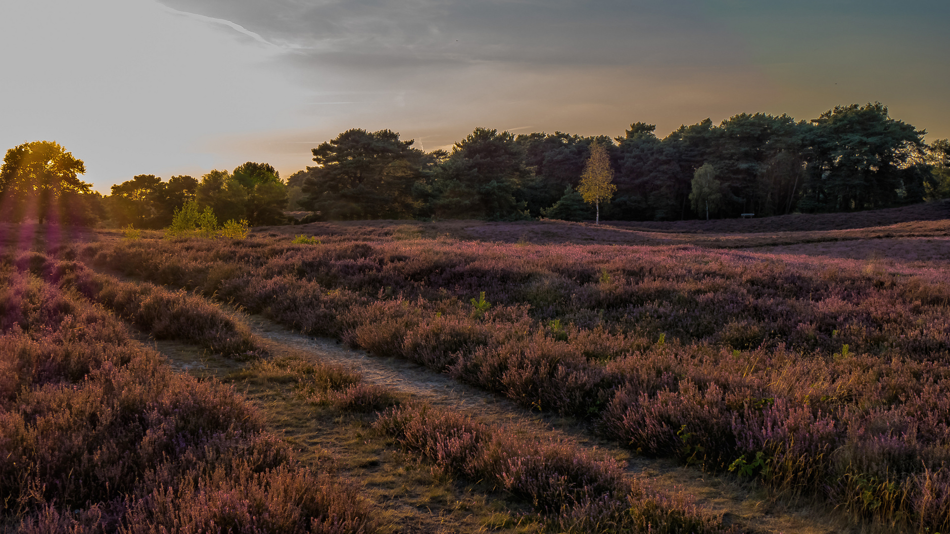 In der Westruper Heide (4)