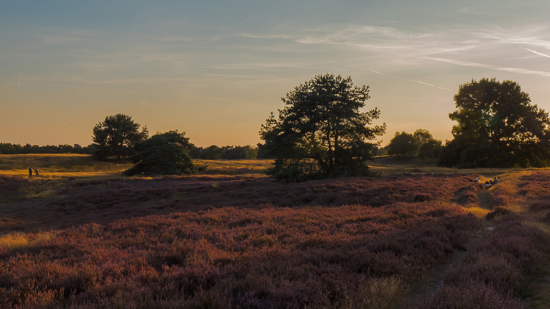 In der Westruper Heide