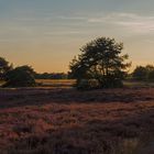 In der Westruper Heide