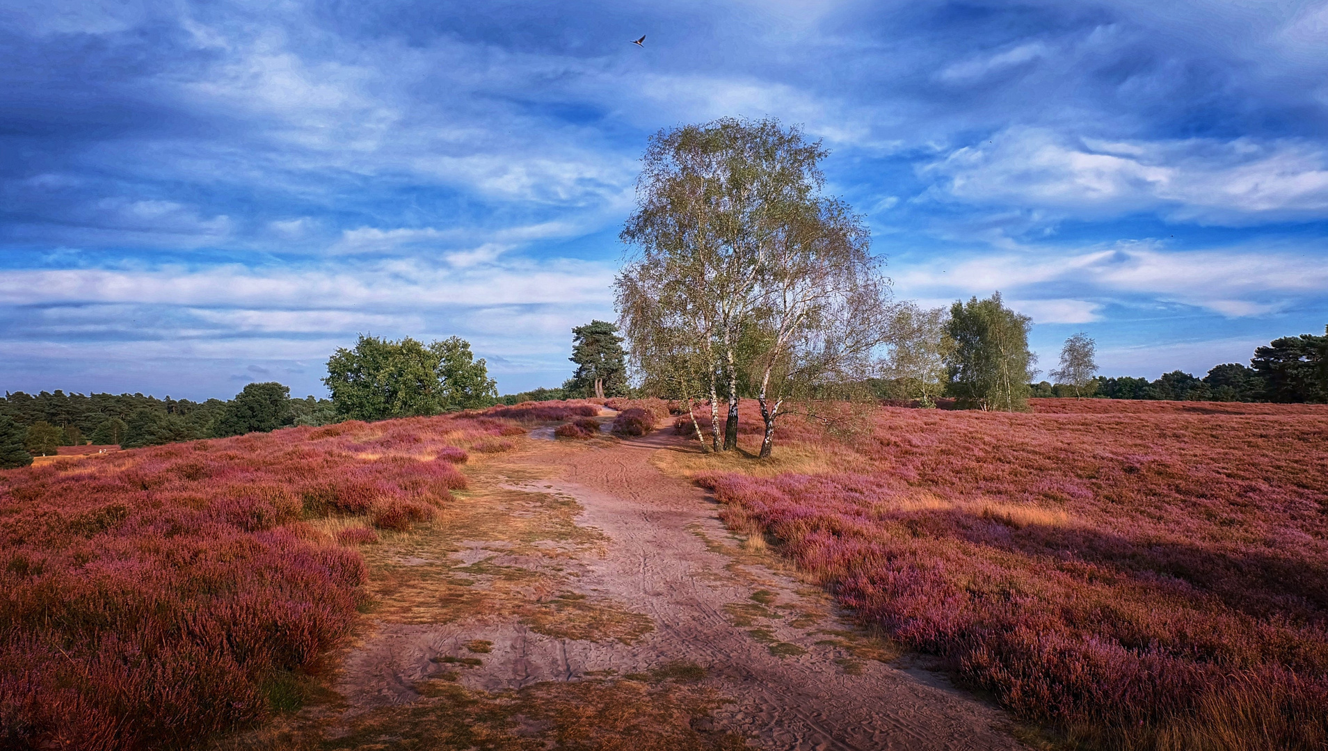 In der Westruper Heide