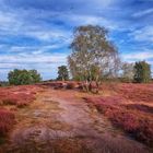 In der Westruper Heide