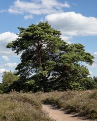 In der Westruper Heide