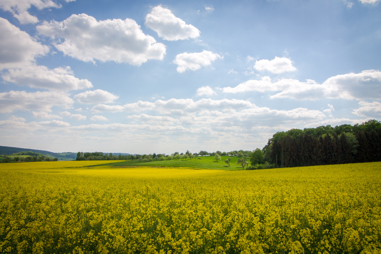 In der Wetterau im Mai