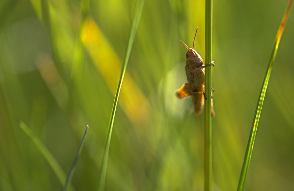 In der Wiese