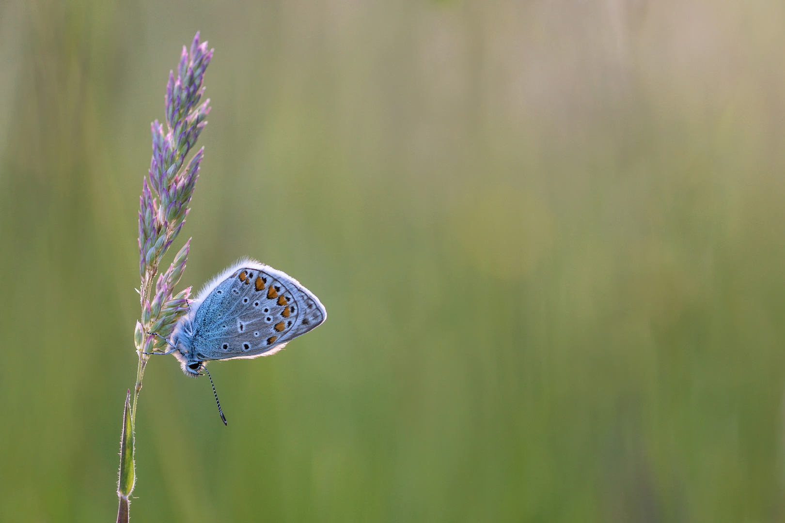 In der Wiese