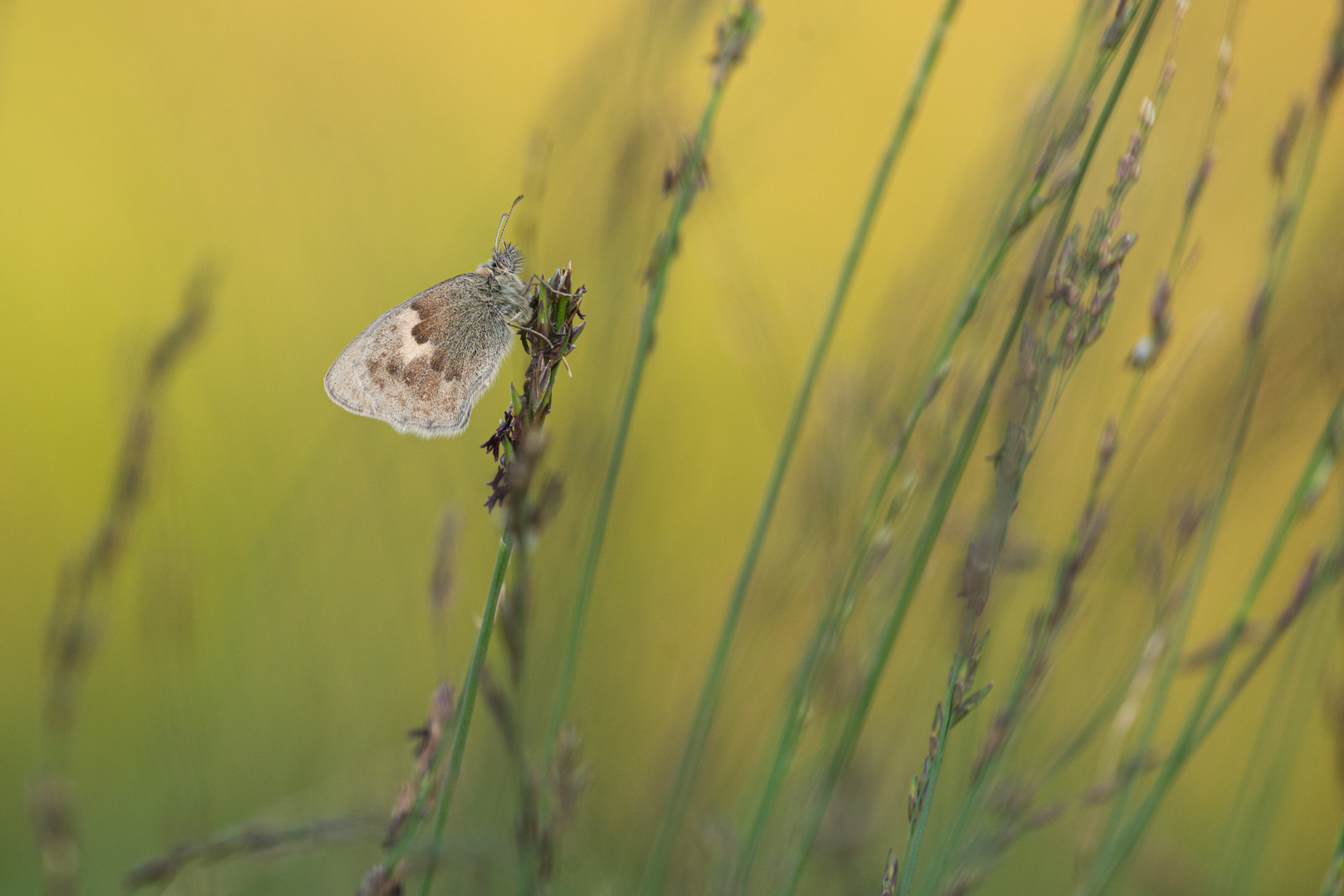 ____in der Wiese______