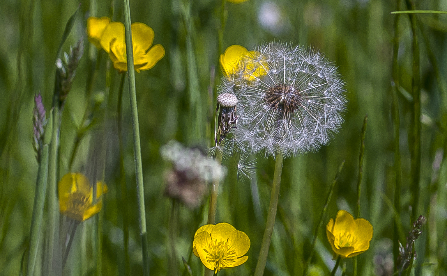 in der Wiese...