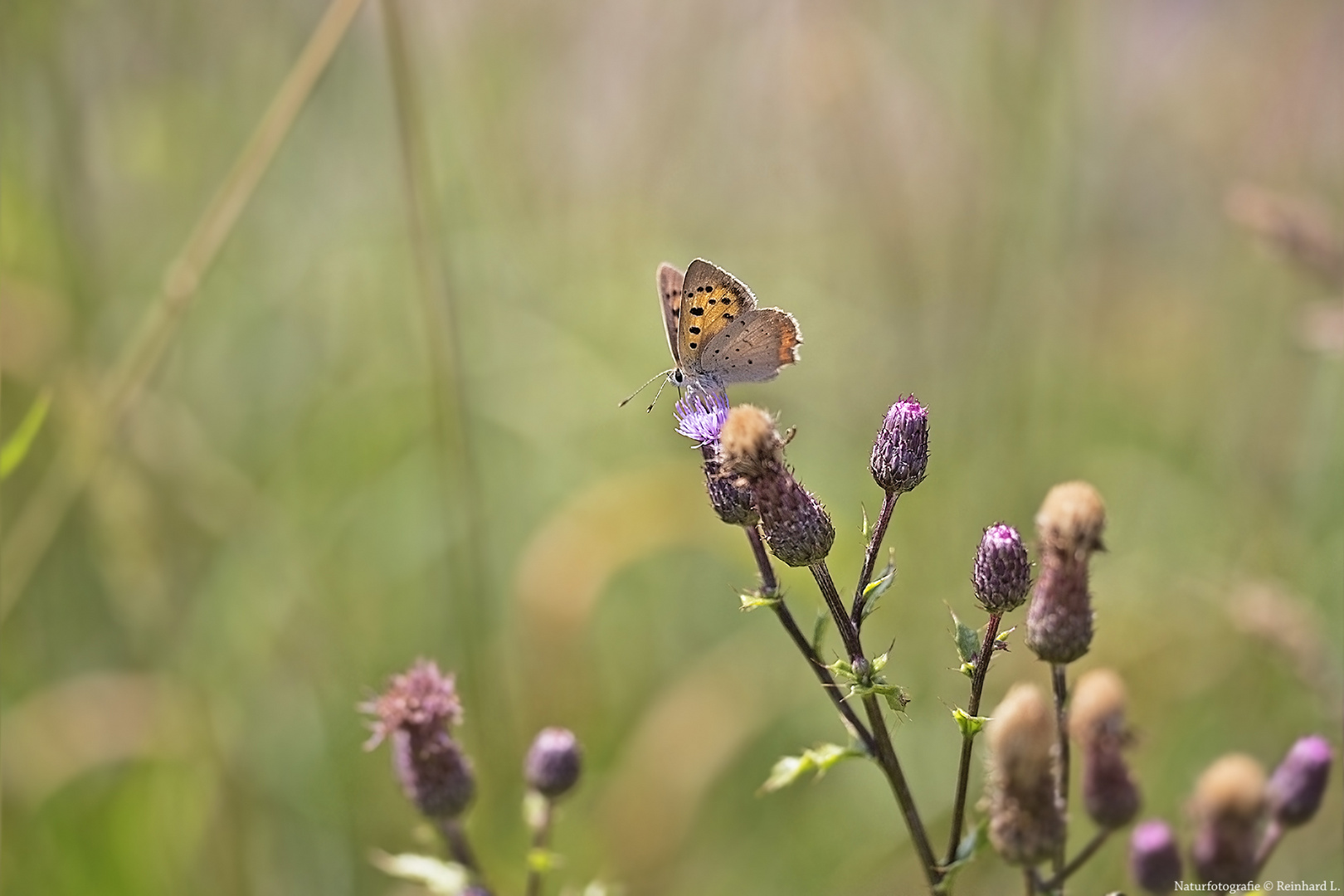 In der Wiese 2