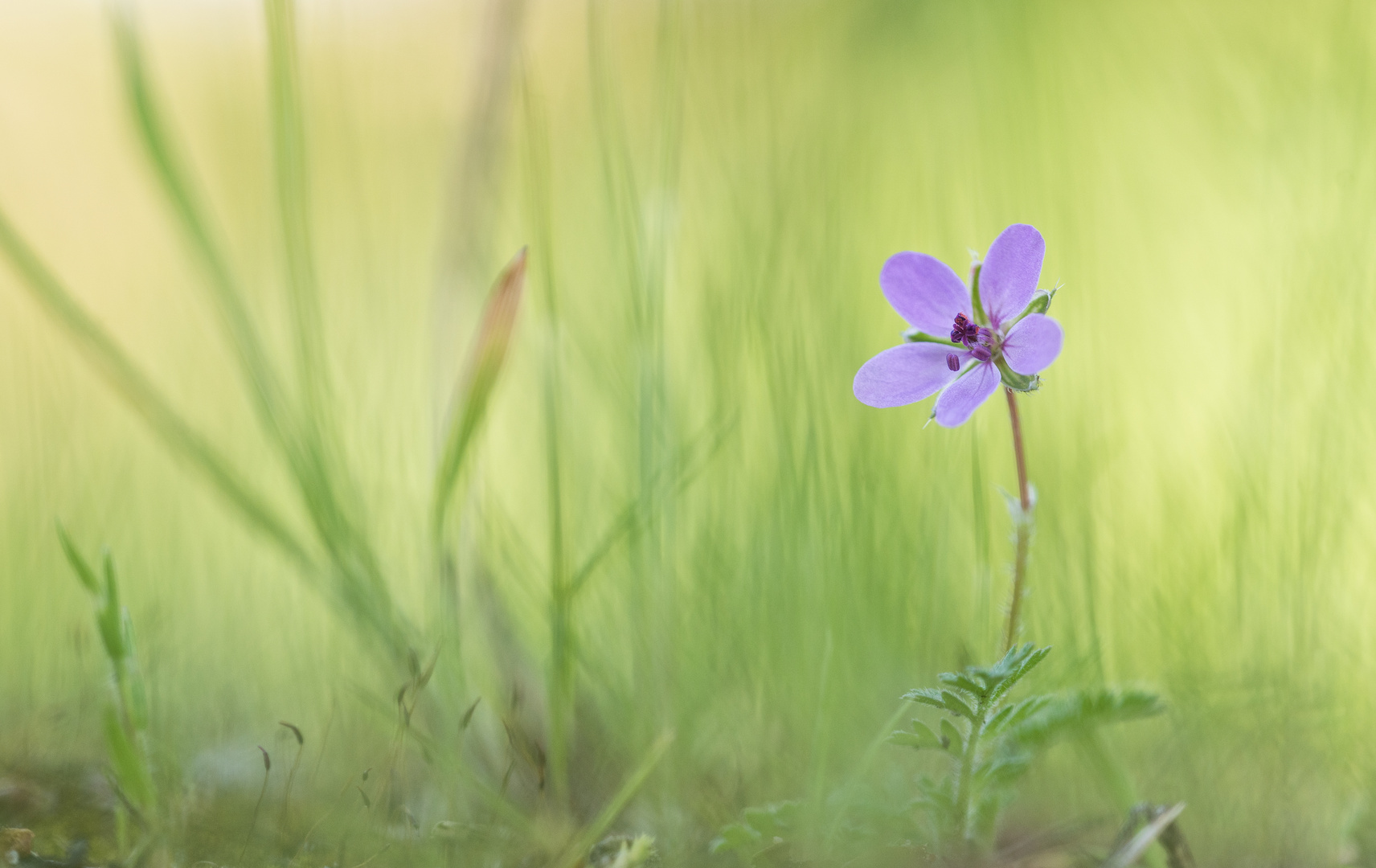 _____in der Wiese_____