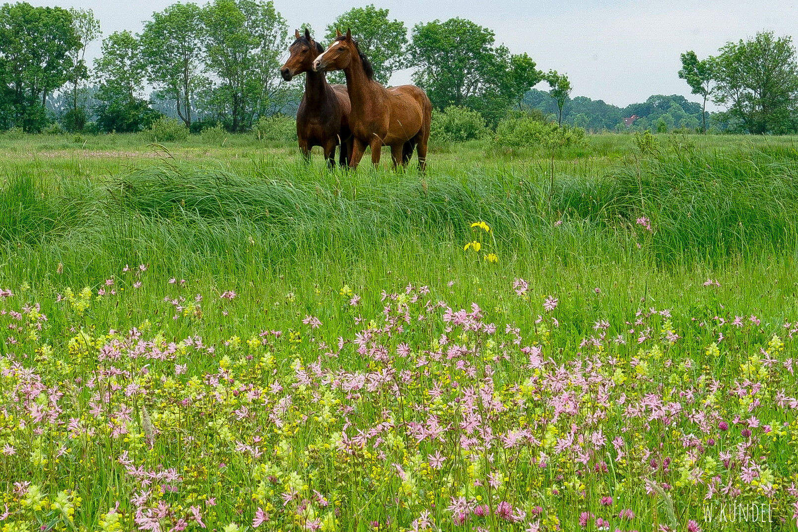 In der Wiese