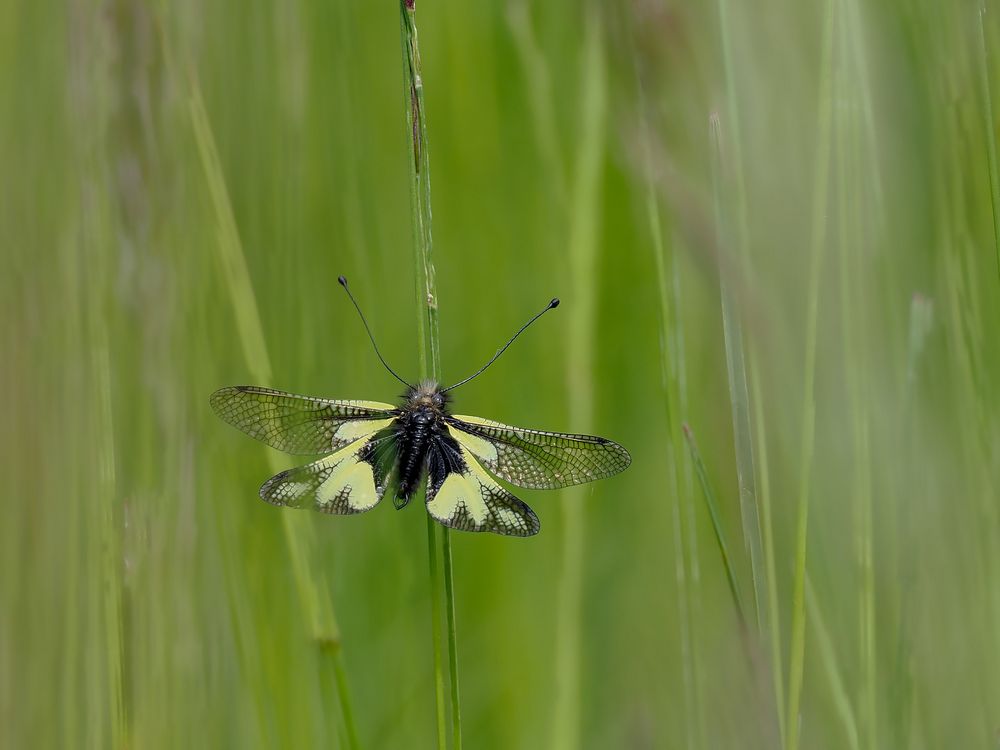 In der Wiese