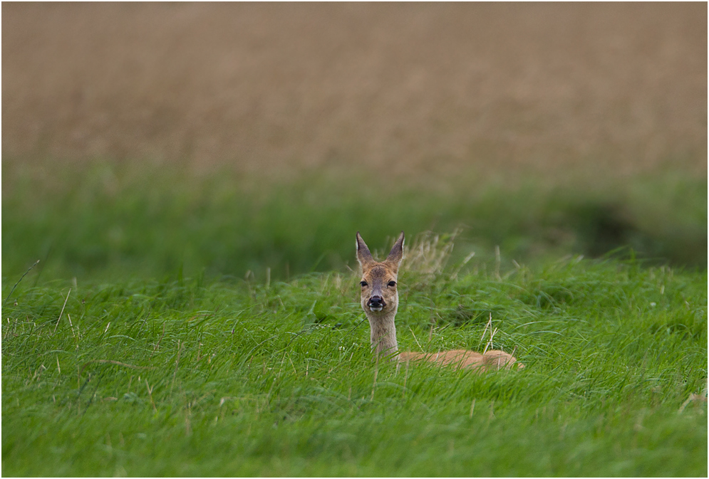 In der Wiese..