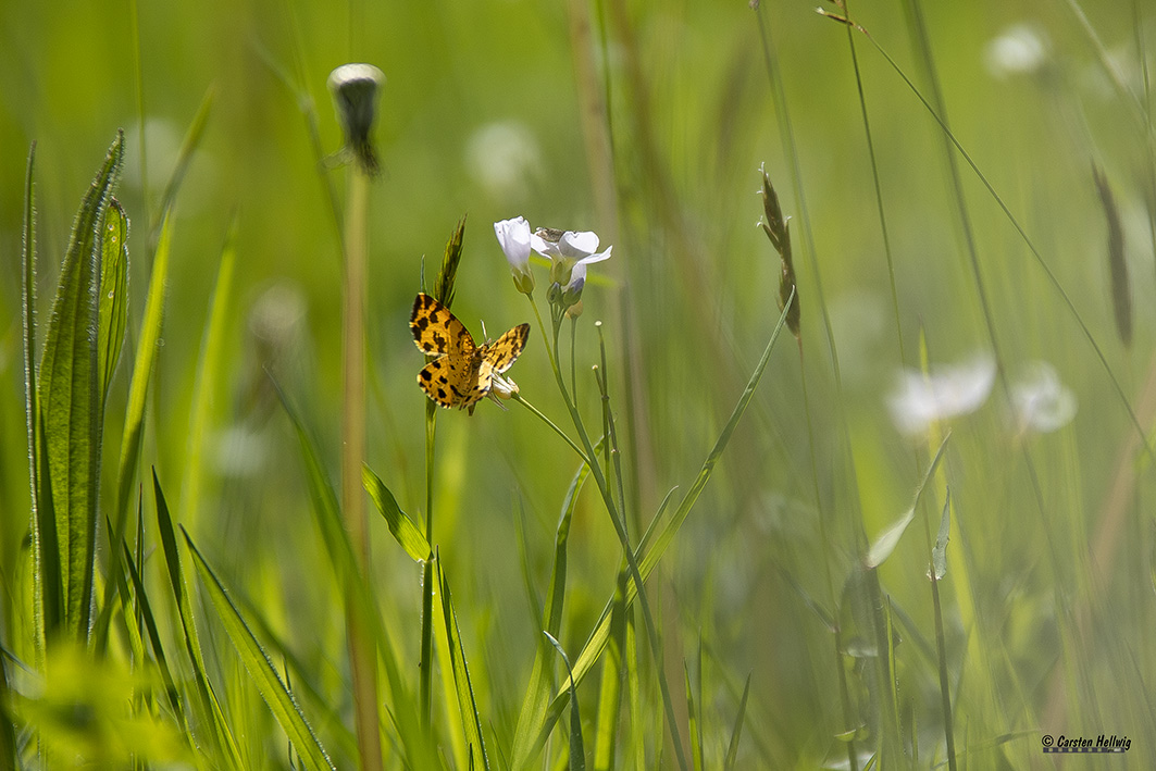 In der Wiese