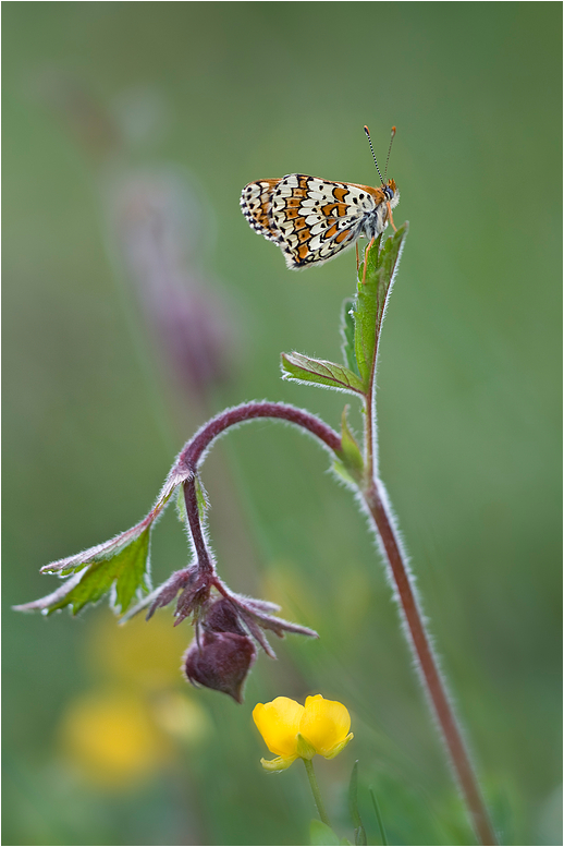 in der Wiese...