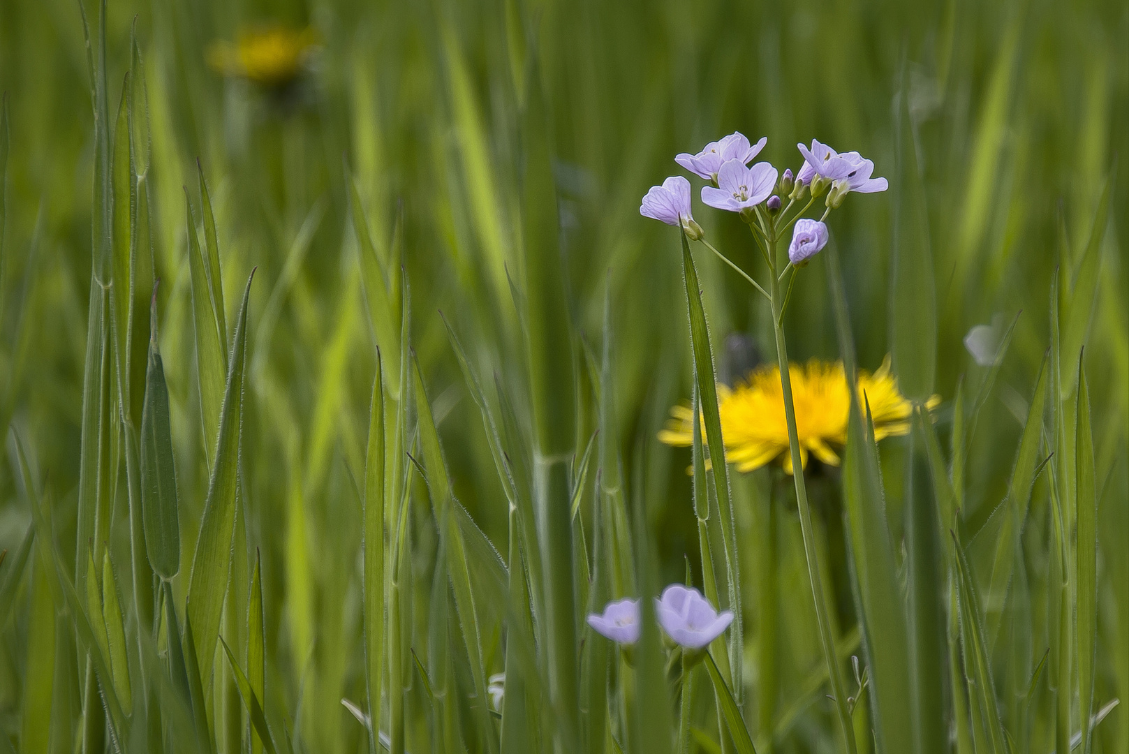 in der Wiese...