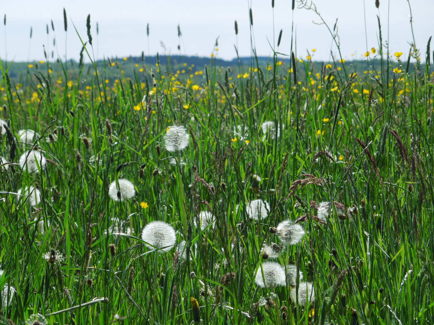 In der Wiese