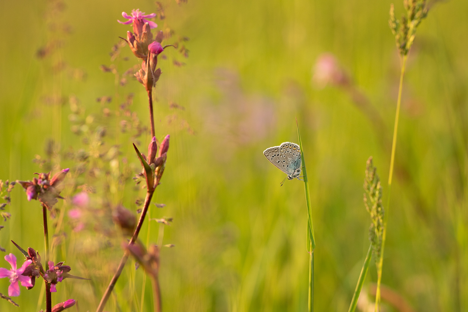 ... in der Wiese ...