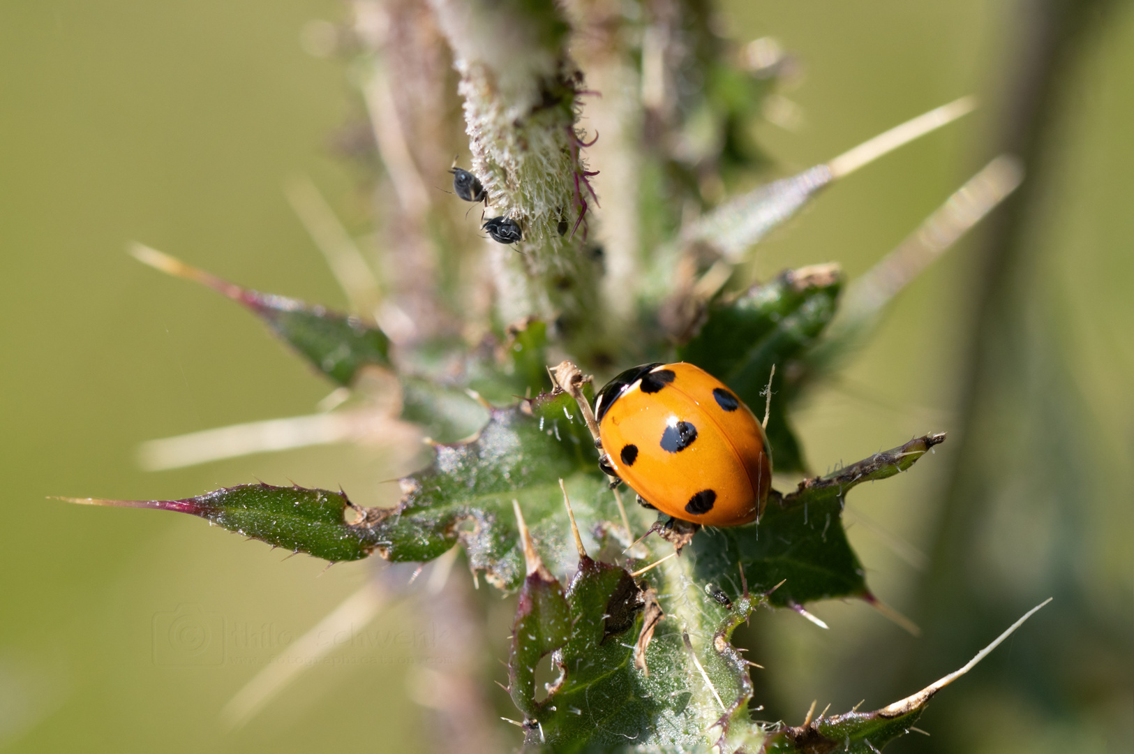 in der Wiese