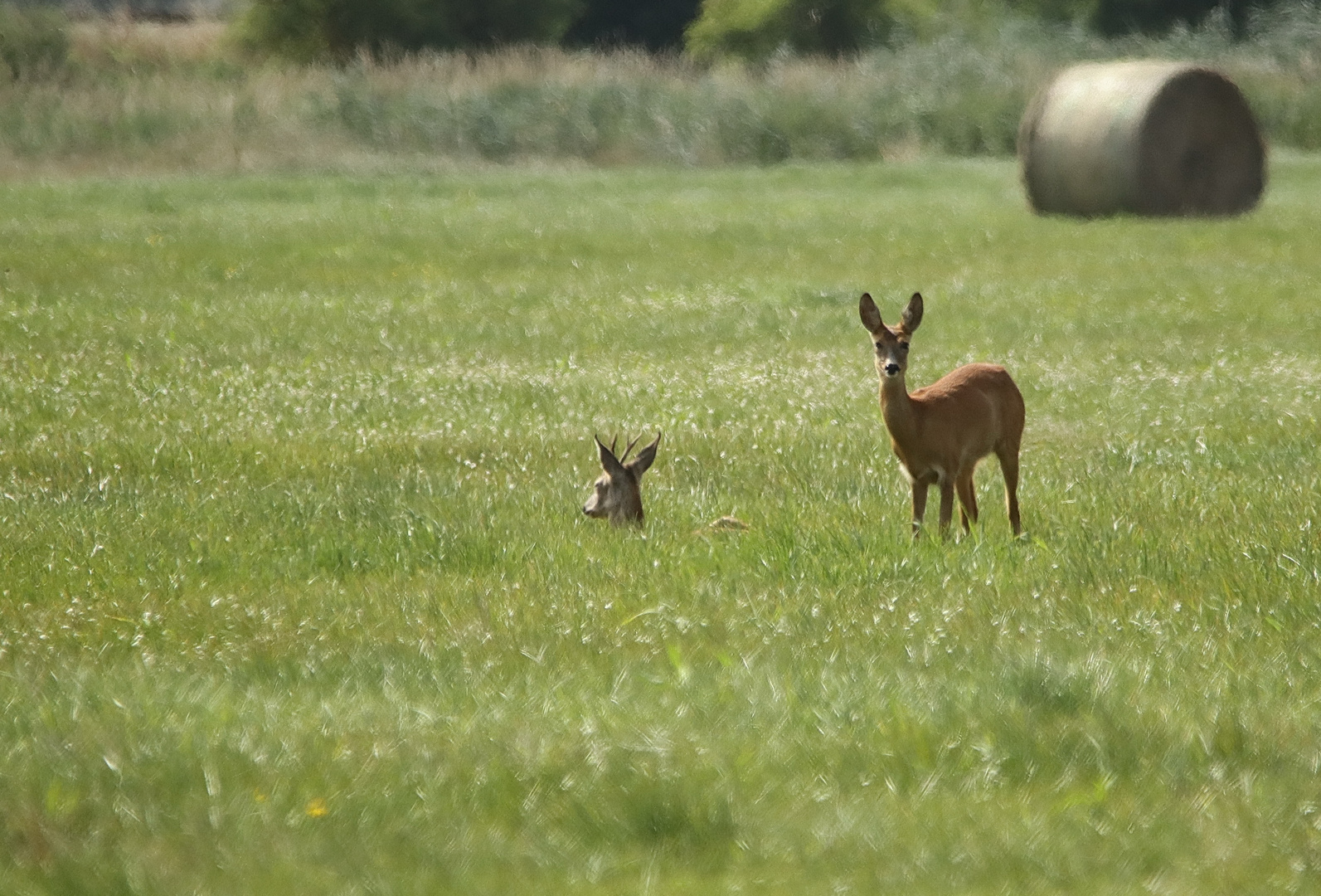 In der Wiese