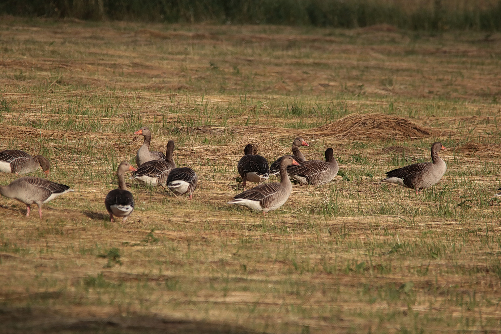 In der Wiese