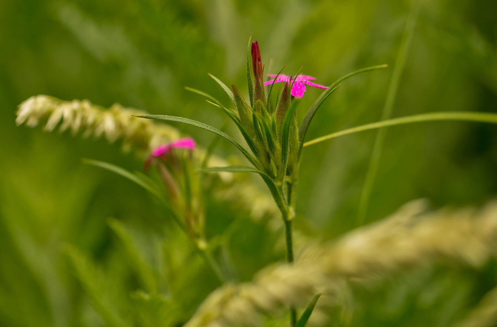 ~ in der Wiese ~