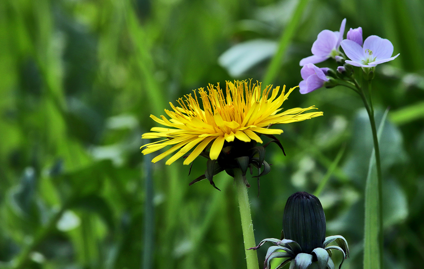 in der Wiese....