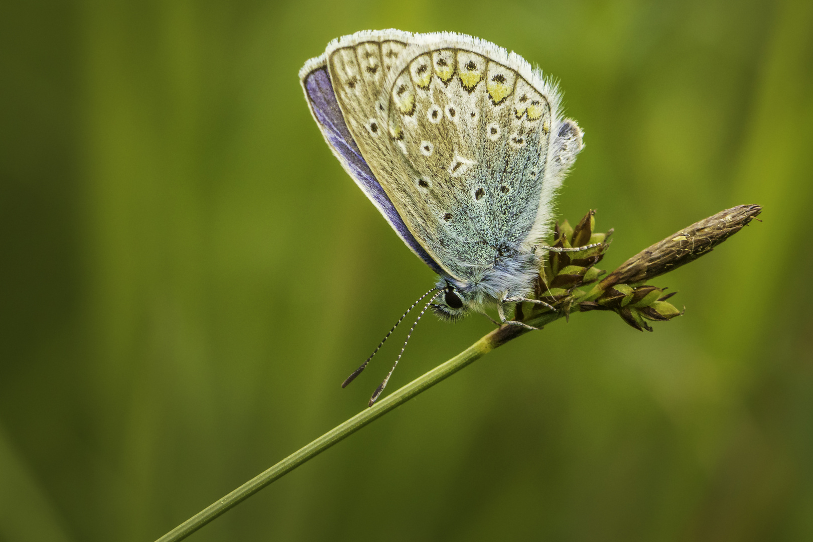 In der Wiese