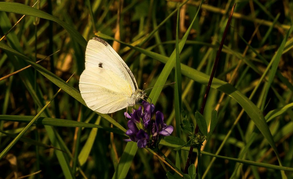 In der Wiese