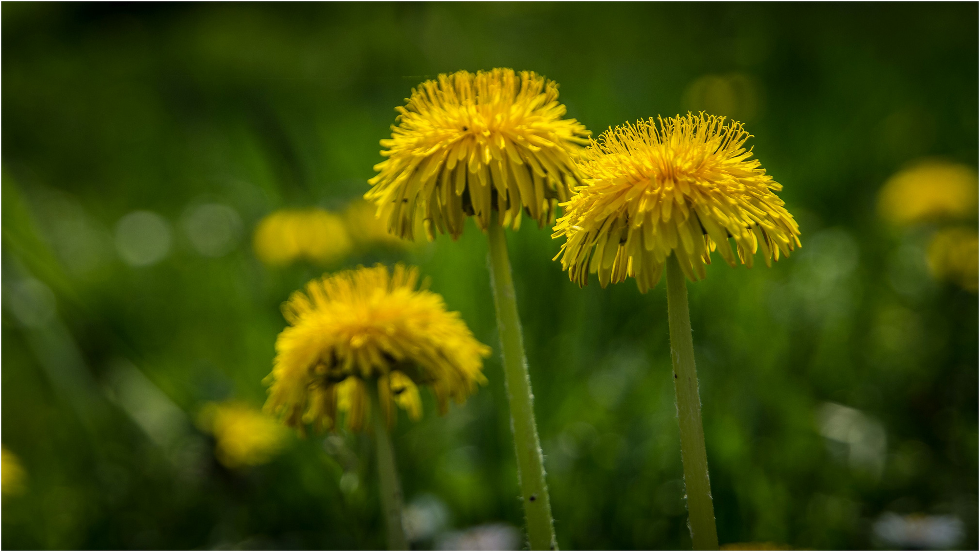 In der Wiese