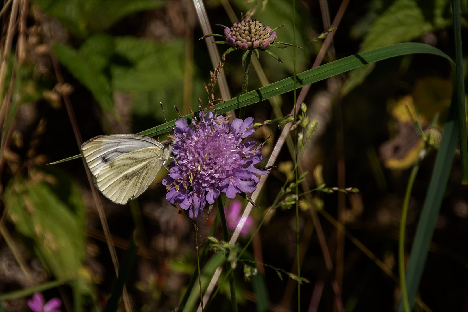 in der Wiese